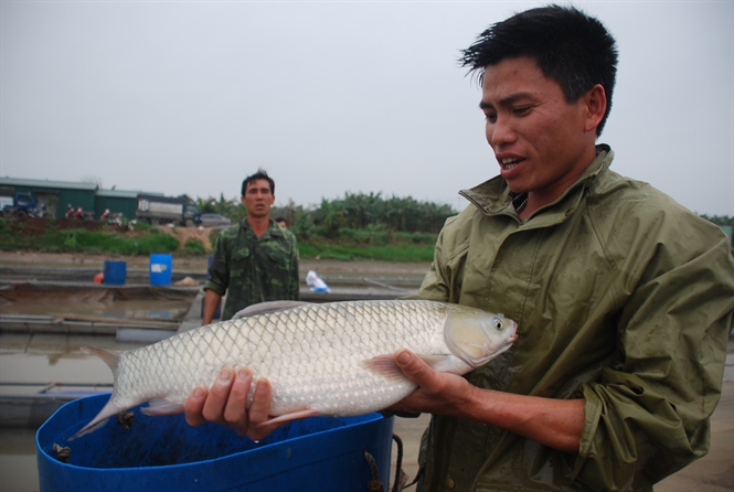 Cá[-]lực[-]sỹ[-]"ăn[-]chay[-]trường"[-]trên[-]sông[-]Kinh[-]Thầy